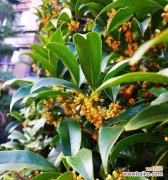 繁花似锦 丹桂花语的寓意与传承