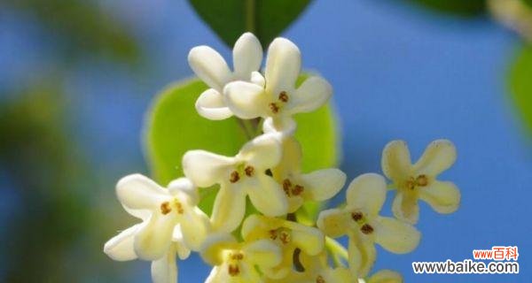 繁花似锦 丹桂花语的寓意与传承