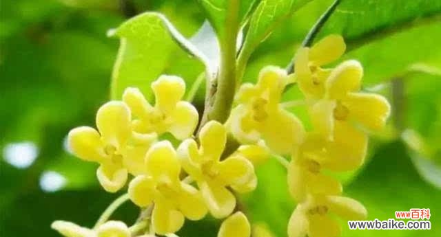 探寻四季桂花的象征意义及寓意 四季桂花-四季芬芳的象征