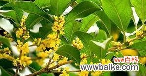 桂花的花语与象征及其文化意义 桂花的花语和象征