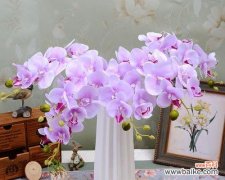 探寻蝴蝶兰的吉祥象征与佳处 蝴蝶兰的风水寓意与摆放位置