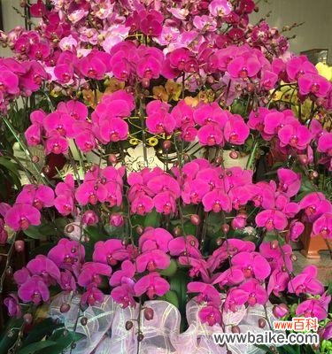 探究蝴蝶兰在文化中的象征意义与传承 蝴蝶兰的象征意义