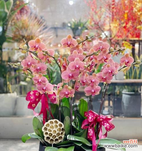 探究蝴蝶兰在文化中的象征意义与传承 蝴蝶兰的象征意义