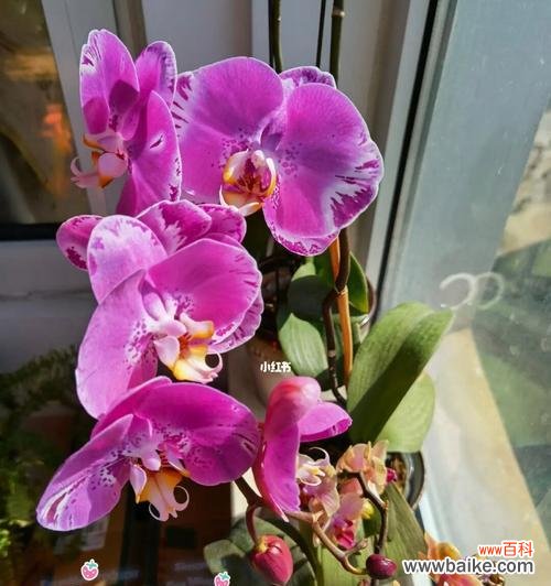 探究蝴蝶兰在文化中的象征意义与传承 蝴蝶兰的象征意义