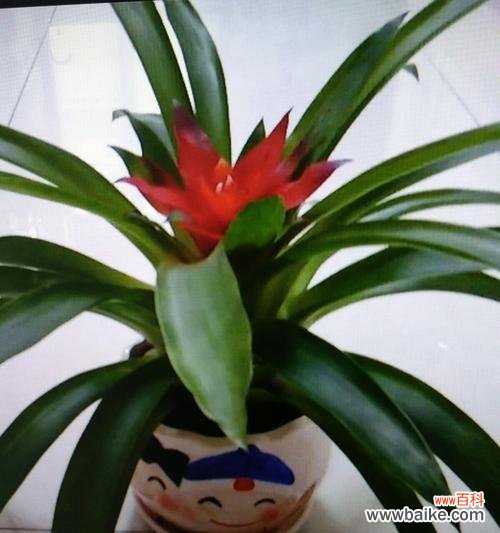 以鸿运当头的寓意和象征风水之解析 鸿运当头,风水之道