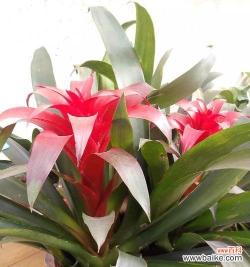 以鸿运当头的寓意和象征风水之解析 鸿运当头,风水之道