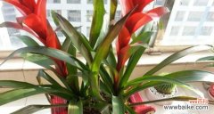 揭秘风水摆放位置与寓意 风水鸿运当头，财运亨通