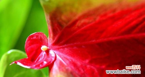 以红掌传递的文化符号和情感寄托 红掌寓意和象征的丰富意义