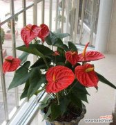 以红掌传递的文化符号和情感寄托 红掌寓意和象征的丰富意义