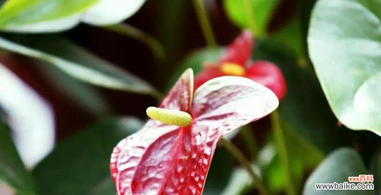 以红掌传递的文化符号和情感寄托 红掌寓意和象征的丰富意义