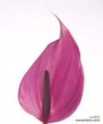 红掌花的奥秘与意义 红掌花语象征与寓意