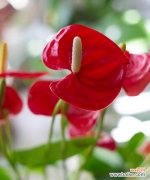 揭示红掌花的深层寓意及其象征意义 红掌花的象征意义与花语解读