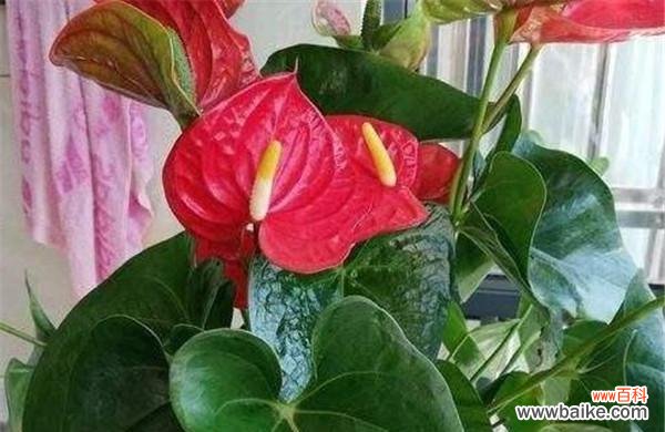 传承千年的红掌 红掌风水的寓意与作用