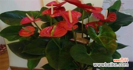 传承千年的红掌 红掌风水的寓意与作用