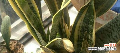 了解虎皮兰的吉祥寓意 虎皮兰的寓意与风水摆放位置与禁忌