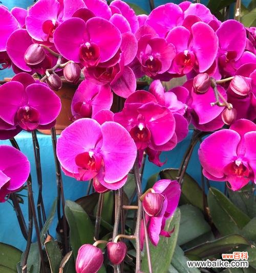 生命之美 蝴蝶兰的意义与寓意