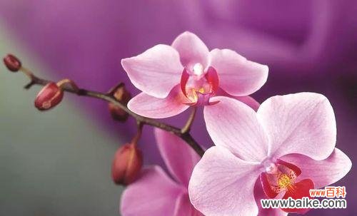 探寻蝴蝶兰在风水中的意义和象征 蝴蝶兰的寓意和象征风水