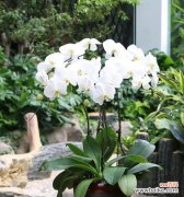 探寻蝴蝶兰在风水中的意义和象征 蝴蝶兰的寓意和象征风水