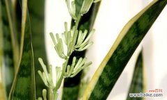 探索虎尾兰的吉祥之意与布置要点 虎尾兰的象征与风水之道