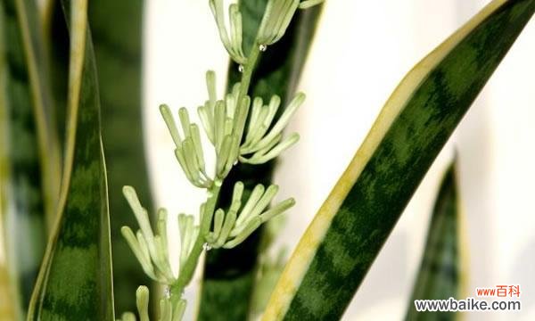 探索虎尾兰的吉祥之意与布置要点 虎尾兰的象征与风水之道