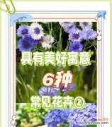 以花言巧语，诠释友谊美好 五种代表友谊的花，展示真挚情谊