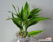 摆放禁忌与风水原则 富贵竹的寓意与风水象征