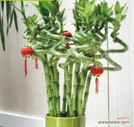 揭示富贵竹象征的意义及典故 富贵竹的花语和寓意