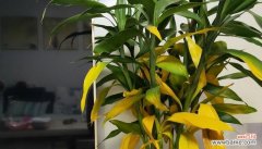 探索富贵竹的象征意义及其奇妙之处 富贵竹