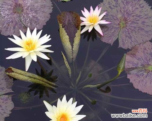 佛教文化中的佛莲花意义探析 佛莲花