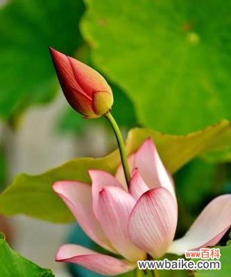 佛教文化中的佛莲花意义探析 佛莲花