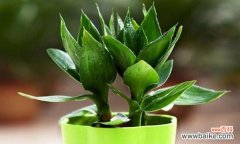 揭秘富贵竹开花的奥秘和其在风水学中的象征意义 富贵竹开花的风水寓意