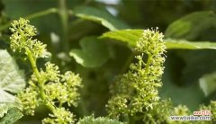 探索甘蔗开花现象的迷思与故事 甘蔗开花的预兆与寓意