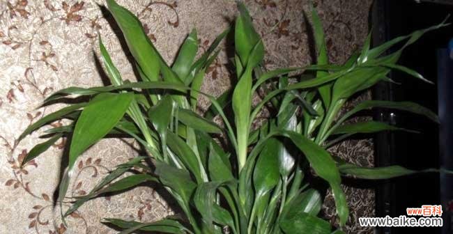 追寻吉祥福泽的财富永续 富贵竹