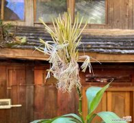 揭开富贵竹开花的奥秘 富贵竹开花的预示意义