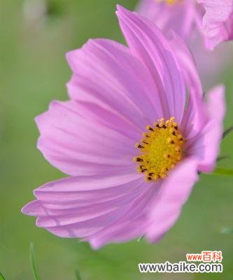 格桑花在风水中的重要地位及其神秘力量 格桑花风水