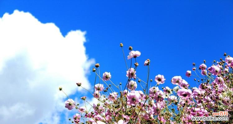 格桑花在风水中的重要地位及其神秘力量 格桑花风水