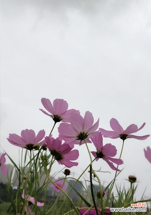 探寻格桑花的文化内涵与象征意义 格桑花的寓意与象征