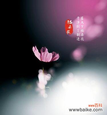 激励与自由的象征 格桑花的花语与含义