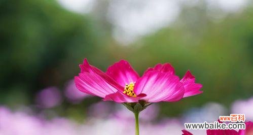 花开高原 格桑花