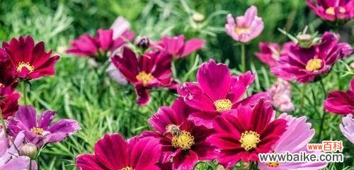 格桑花的意义与象征 格桑花