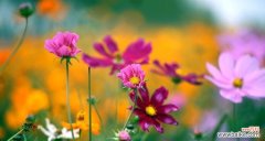 格桑花的意义与象征 格桑花