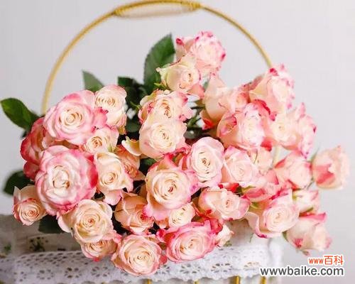 探寻粉色玫瑰花的浪漫与温柔 粉色玫瑰花的花语与意义