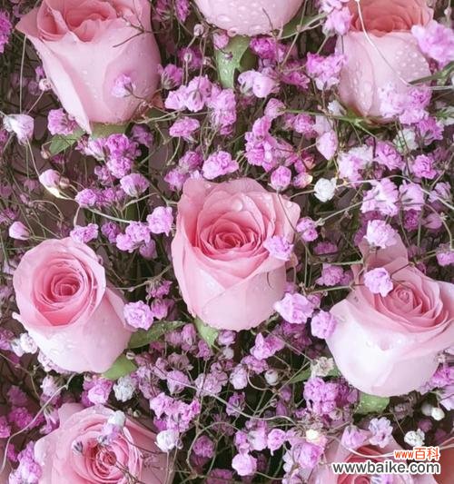 探寻粉色玫瑰花的浪漫与温柔 粉色玫瑰花的花语与意义