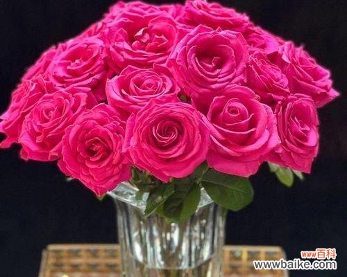 探索粉色玫瑰花的深层寓意与美丽 粉色玫瑰花的意义与象征——纯真、爱与感恩