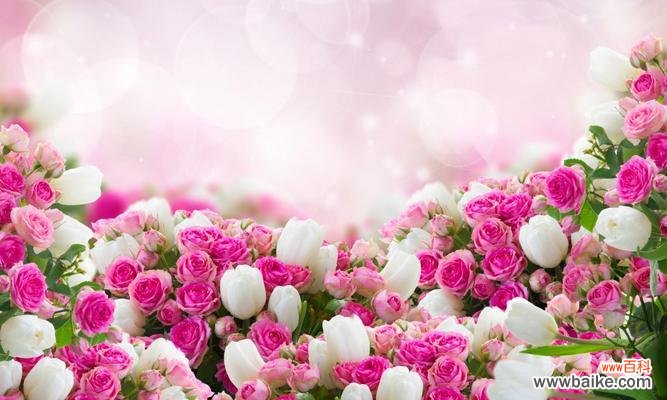探索粉色玫瑰花的深层寓意与美丽 粉色玫瑰花的意义与象征——纯真、爱与感恩