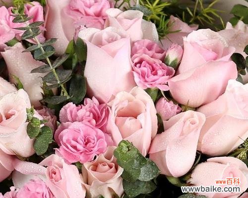 探索粉色玫瑰花的深层寓意与美丽 粉色玫瑰花的意义与象征——纯真、爱与感恩