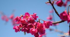 追寻春天的芳香 粉色樱花的花语