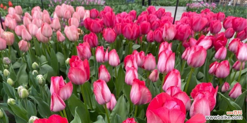 揭秘粉色郁金香的浪漫花语与寓意 粉色郁金香的花语