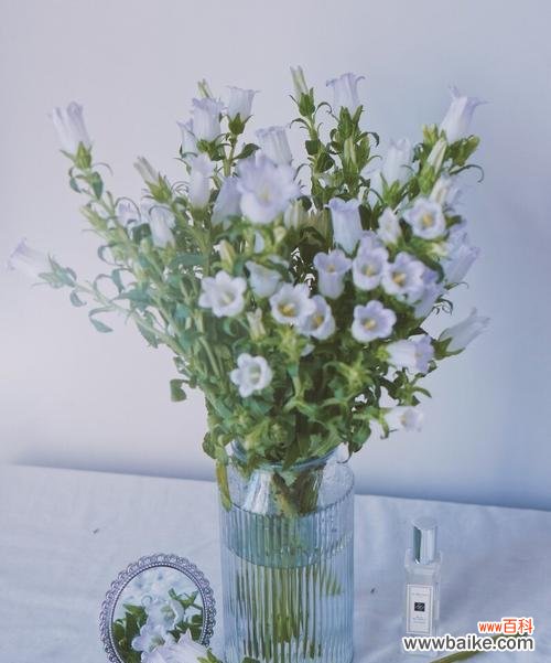 美丽的花朵 风铃花语