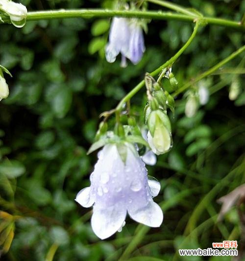 美丽的花朵 风铃花语